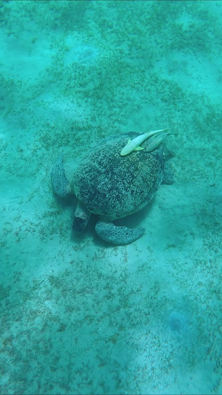 海龟在海底贪婪地吃着绿色的海草，慢镜头。绿海龟(学名:Chelonia mydas)视频素材