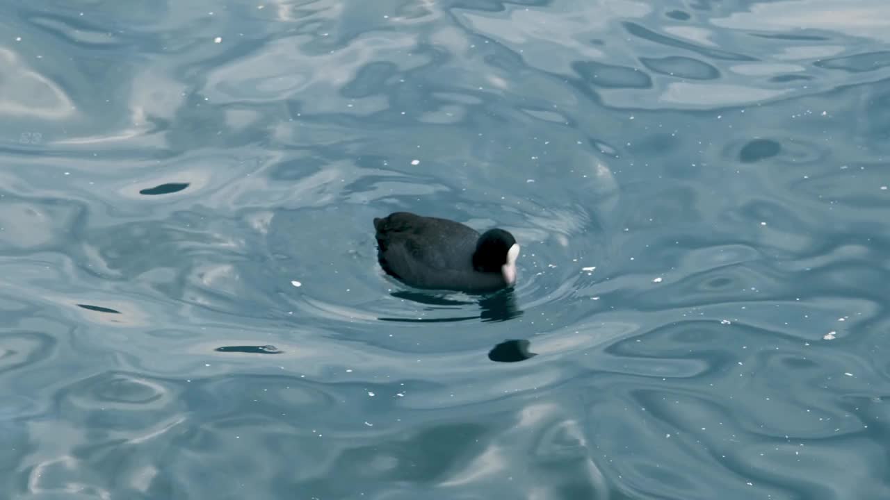 欧亚大陆的白骨顶鸟，在海水中游泳，吃东西。视频下载