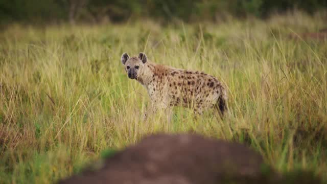 肯尼亚马赛马拉国家保护区的非洲野生动物，非洲狩猎动物，马赛马拉北部保护区，鬣狗缓慢地在高高的草原上徘徊的慢镜头视频素材