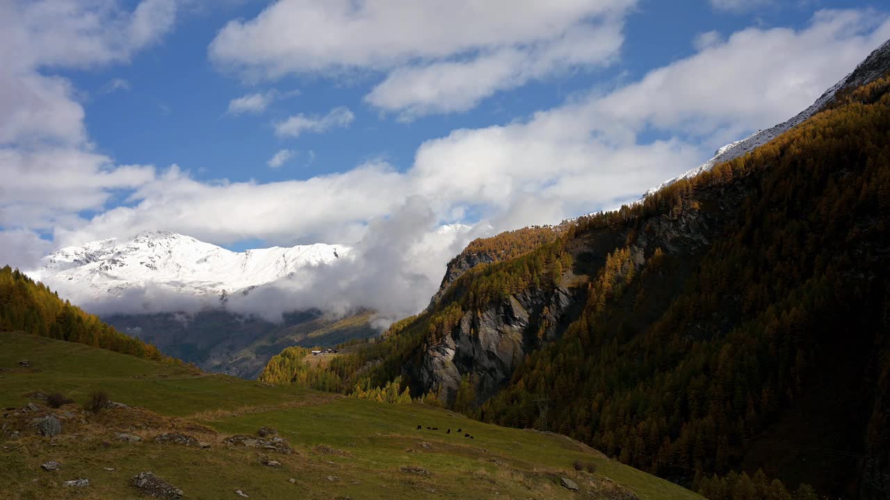 瑞士秋天的山景、天空、森林和奶牛。冰雪覆盖的山。视频下载