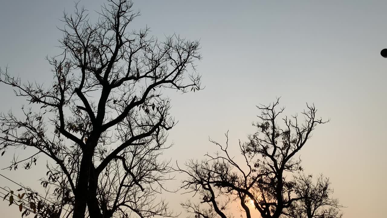 夕阳落在黑暗的光秃秃的树后。彩色天空映衬下的剪影树，冬季夕阳落在树后，色彩斑斓的橙色夕阳，冬季无叶的黑树。视频素材