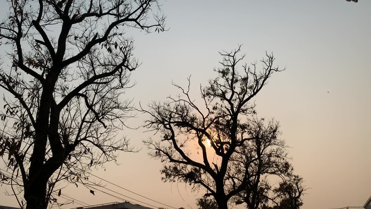 夕阳落在黑暗的光秃秃的树后。彩色天空映衬下的剪影树，冬季夕阳落在树后，色彩斑斓的橙色夕阳，冬季无叶的黑树。视频素材