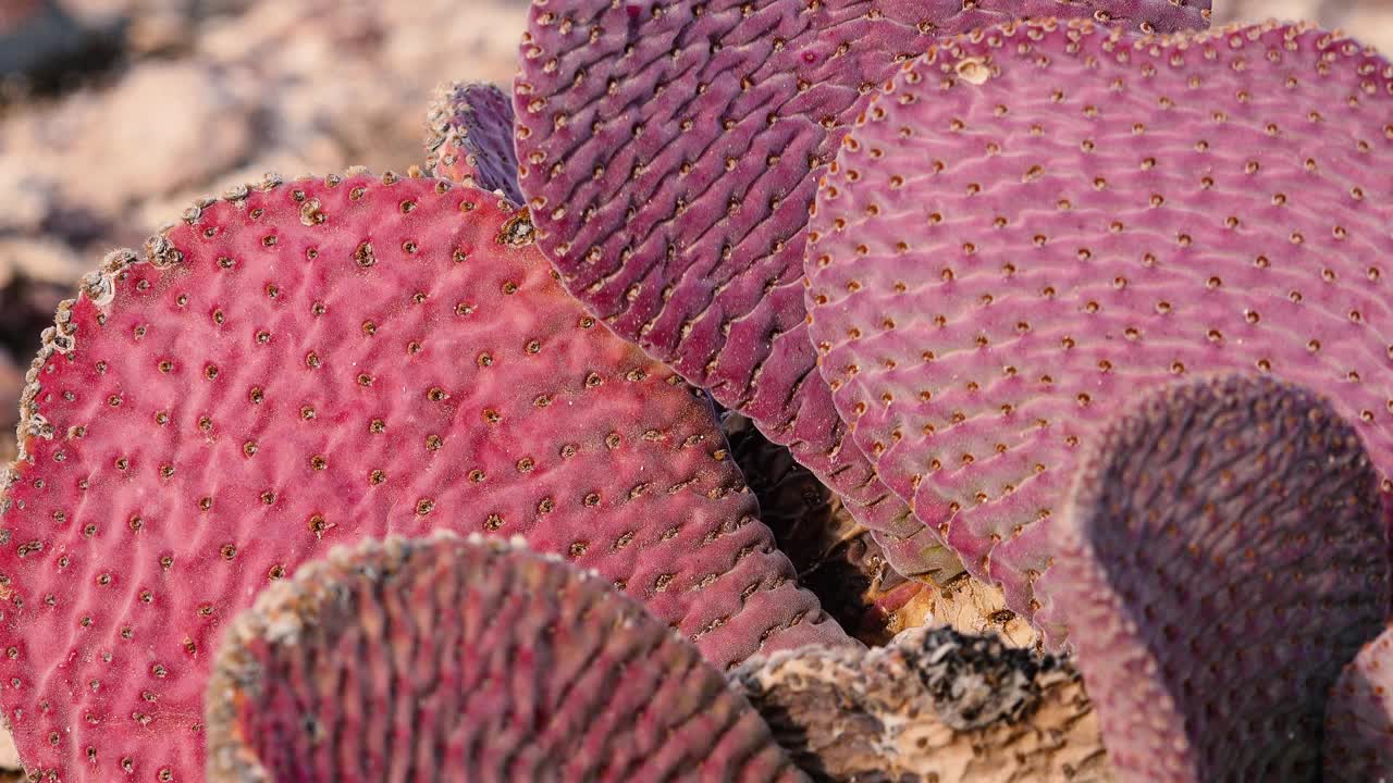 亚利桑那州的仙人掌。金刺梨(Opuntia aurrea, Opuntia basilaris var aurrea)视频素材