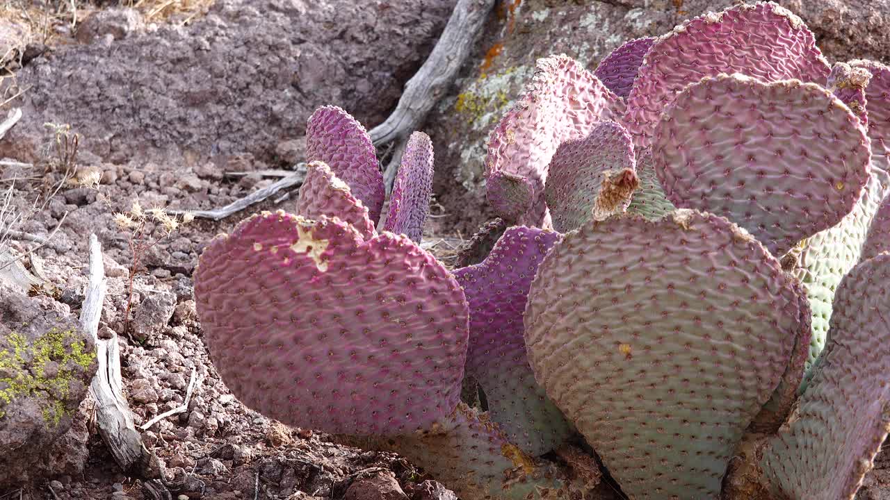 亚利桑那州的仙人掌。金刺梨(Opuntia aurrea, Opuntia basilaris var aurrea)视频素材