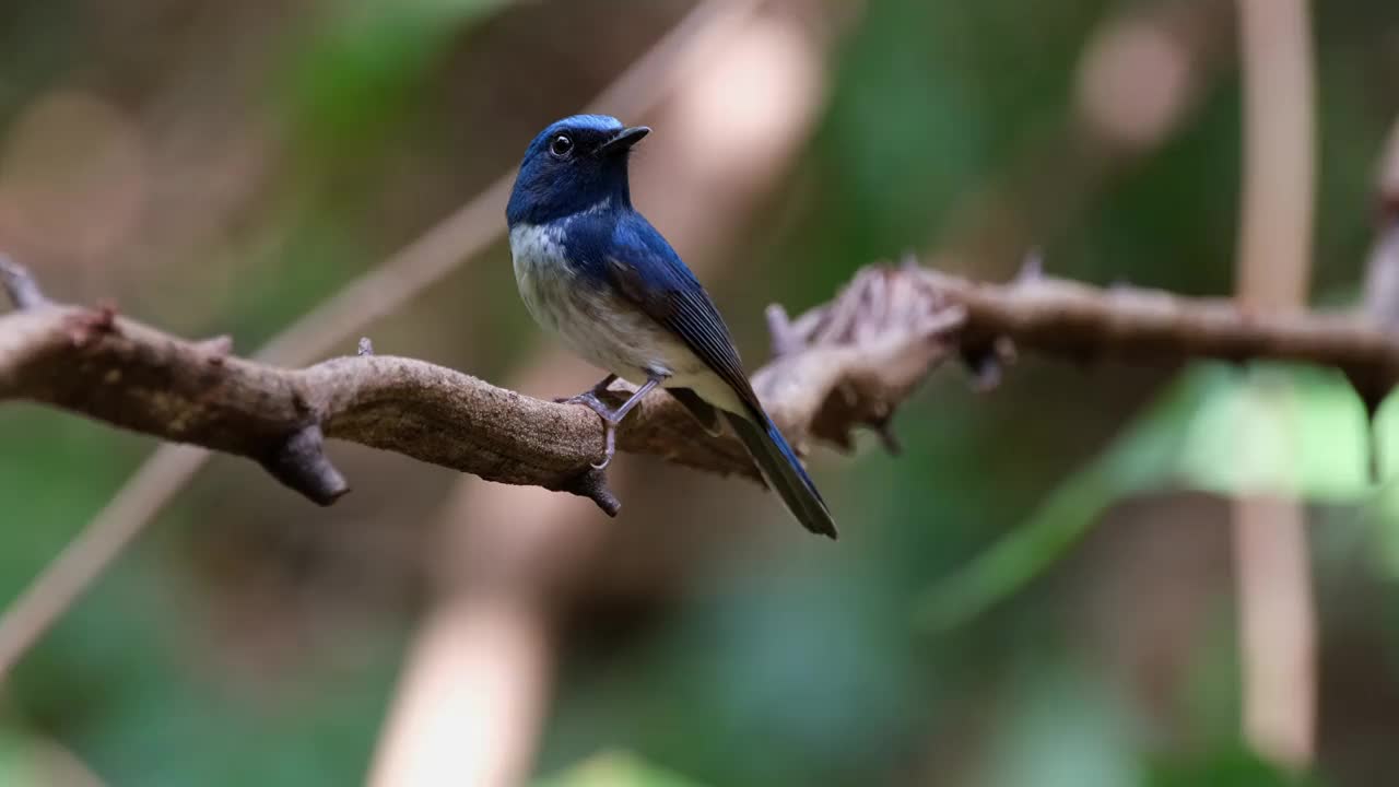 从它的侧面看向左边，当它环顾四周，海南蓝捕蝇Cyornis hainanus，泰国视频素材