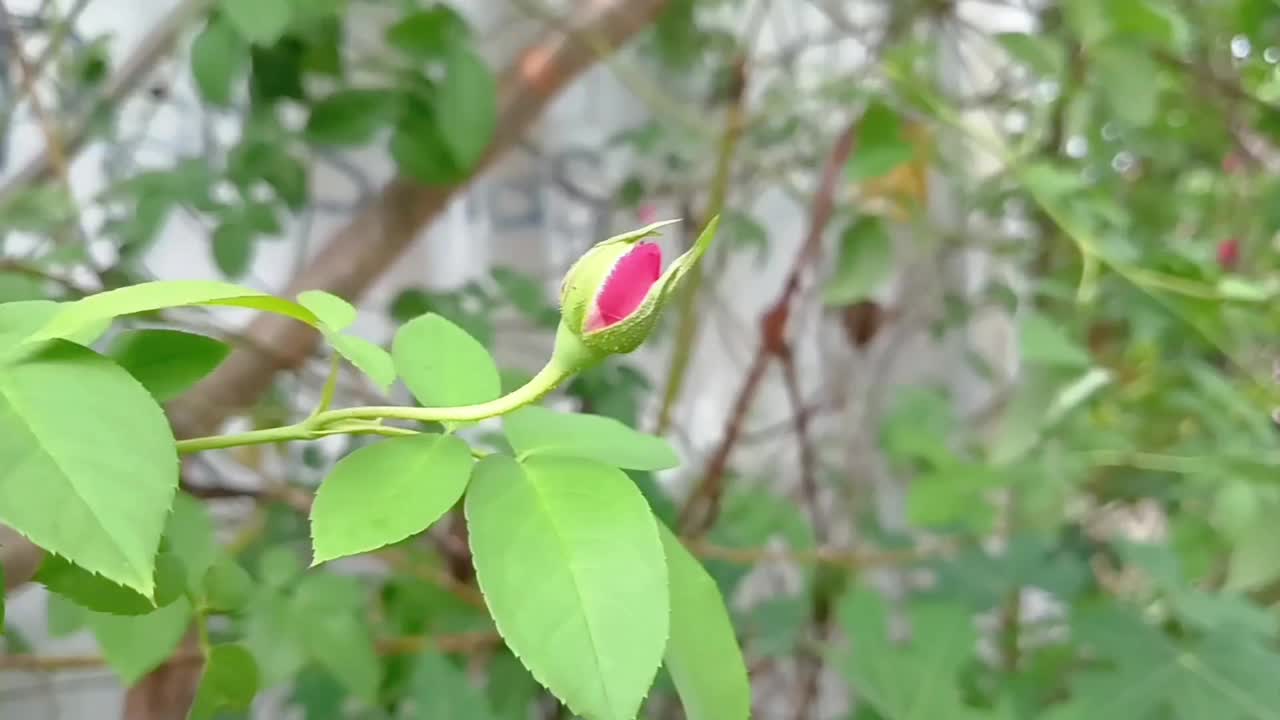 花园里长着红玫瑰的花蕾。视频素材