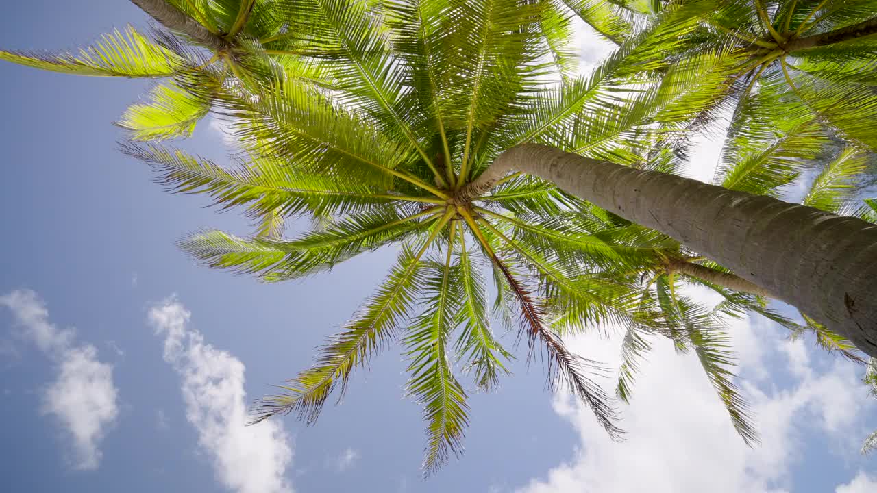 棕榈树上的POV镜头看着路过的太阳。让夏天拍摄自然光线。视频素材