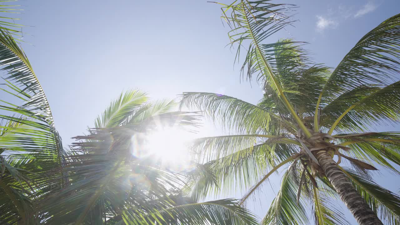 椰子树下，阳光明媚，透过树枝摇曳，风明媚。视频素材