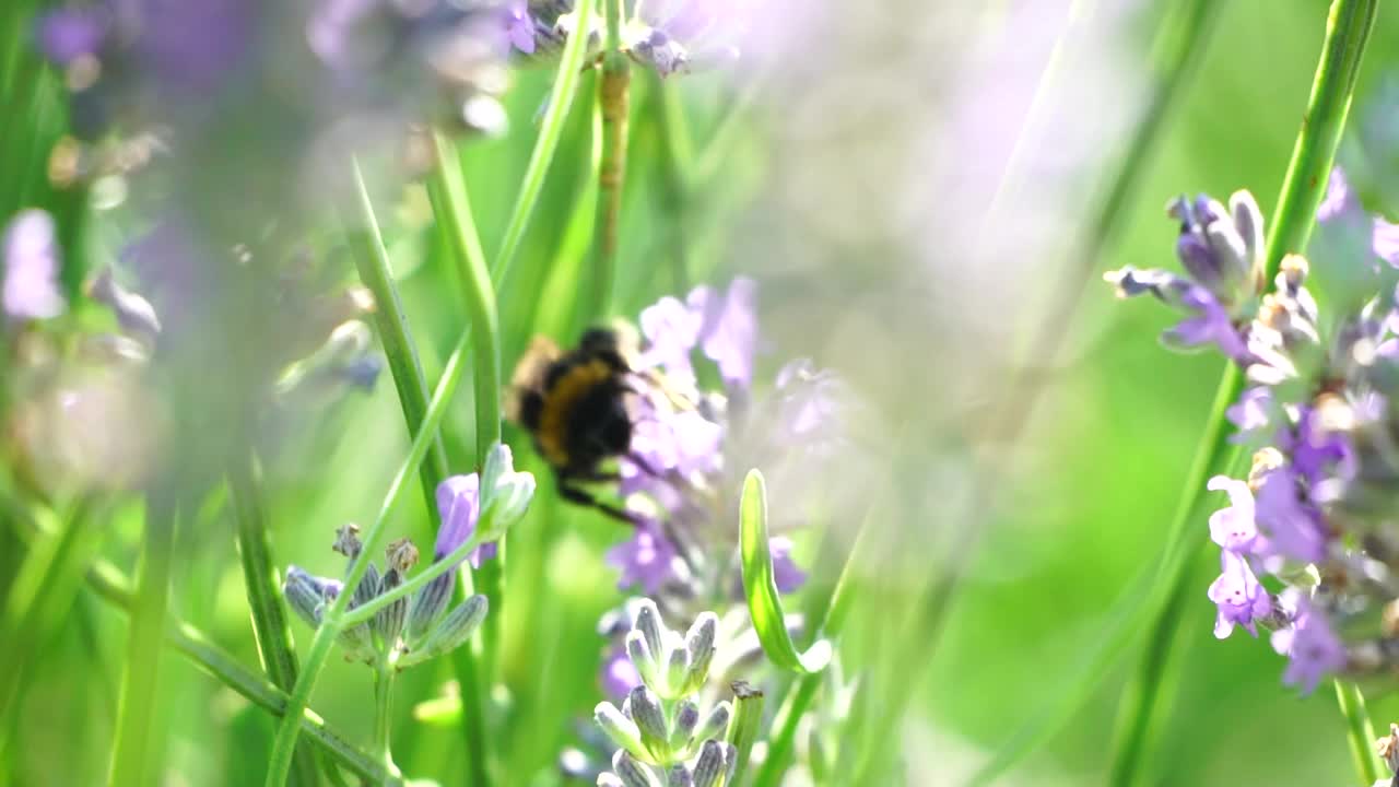 阳光下，大黄蜂在花园里一朵薰衣草花上。蜜蜂小心翼翼地从盛开的薰衣草地里收集花粉。枝干在夏日的微风中摇曳，近距离的慢动作视频素材