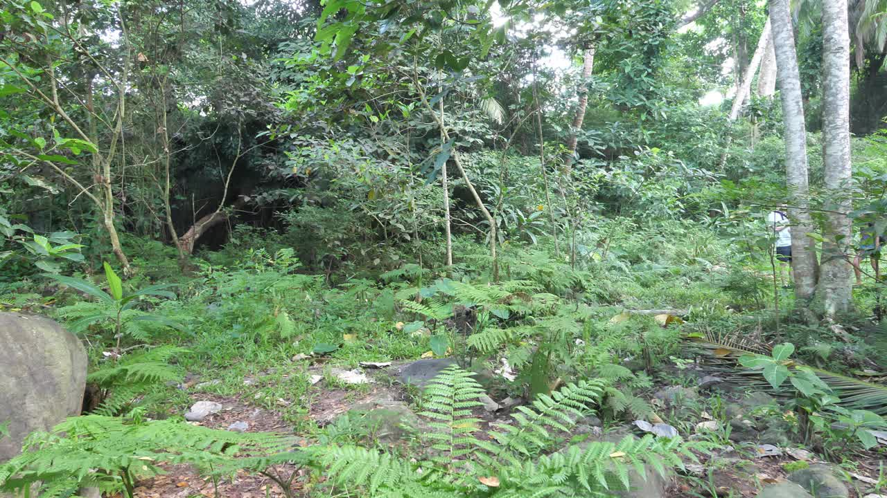 一个年轻的家庭带着孩子在茂密的丛林里徒步旅行视频素材