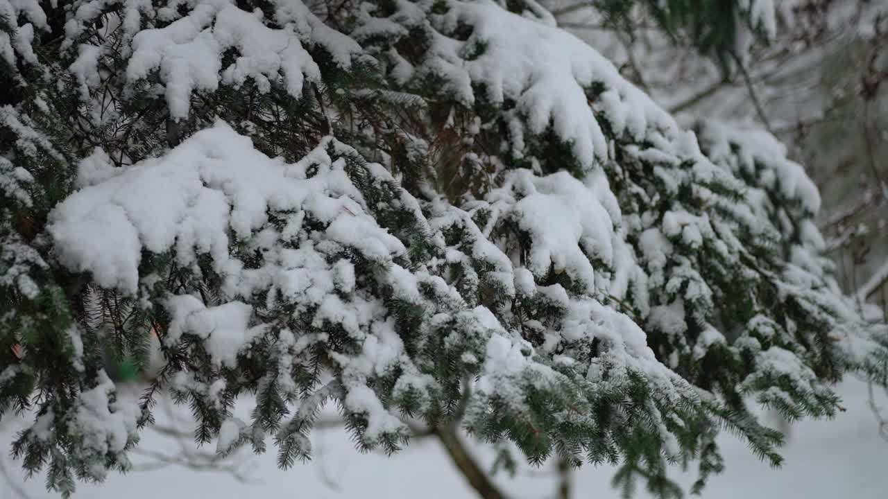 把绿色的冷杉从雪中抖出来视频素材