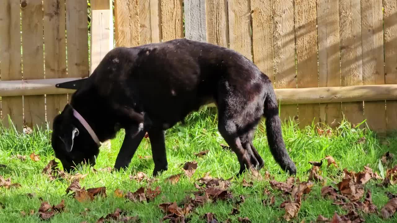 大的黑色拉布拉多犬正在吃草视频下载