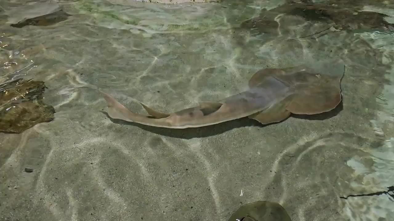 水箱内的海洋生物视频下载