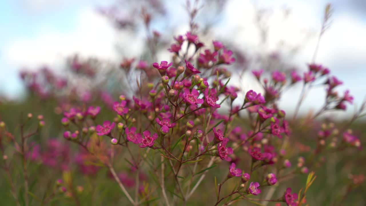 花场里粉色的蜡花视频下载