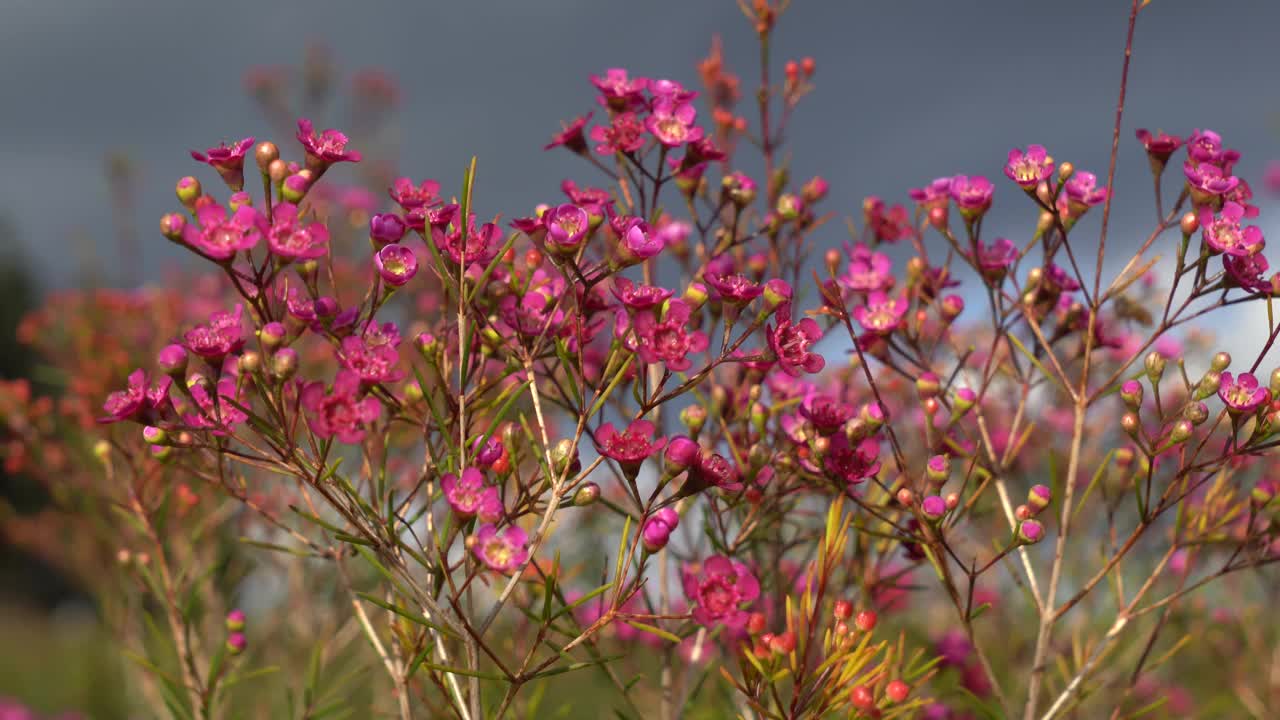 花场里粉色的蜡花视频素材