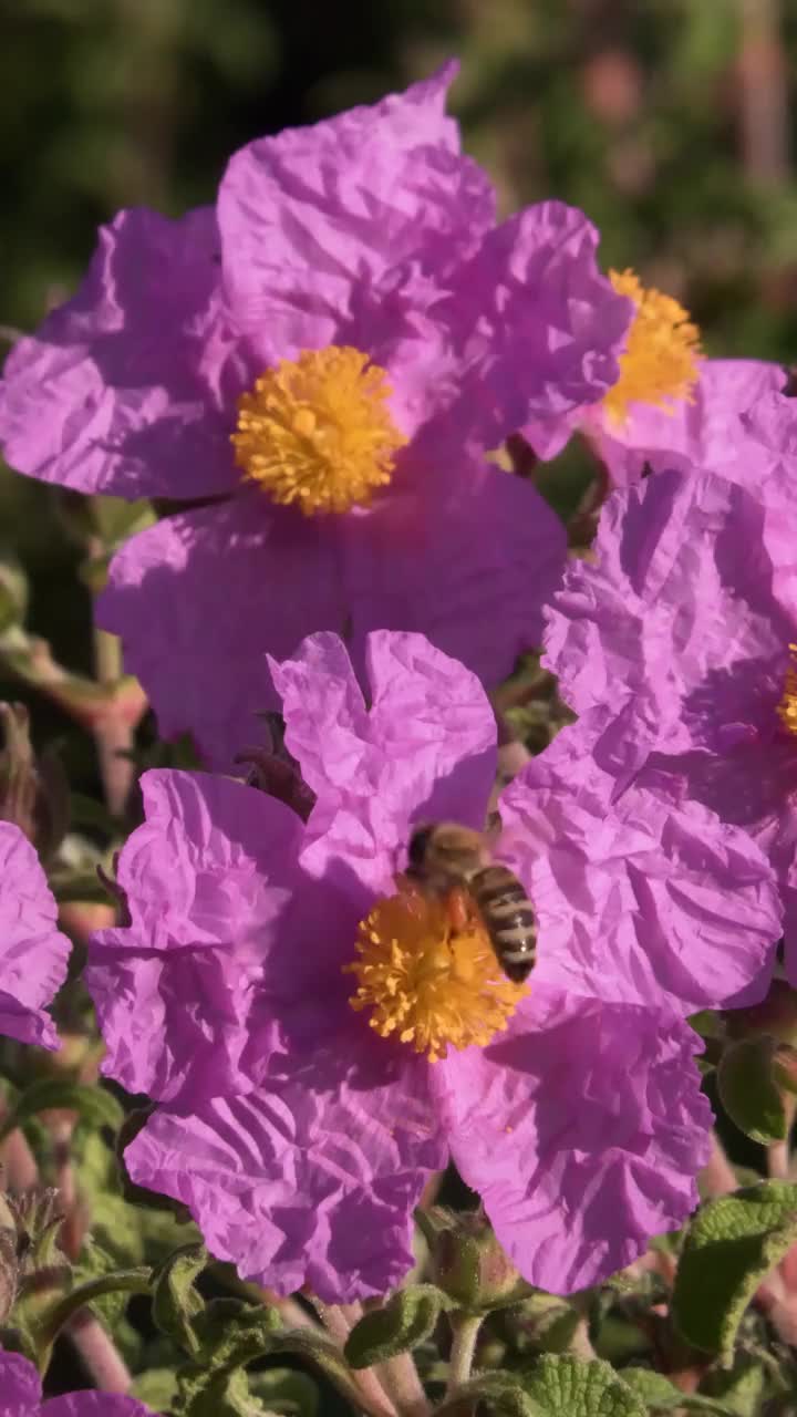 岩蔷薇。视频素材