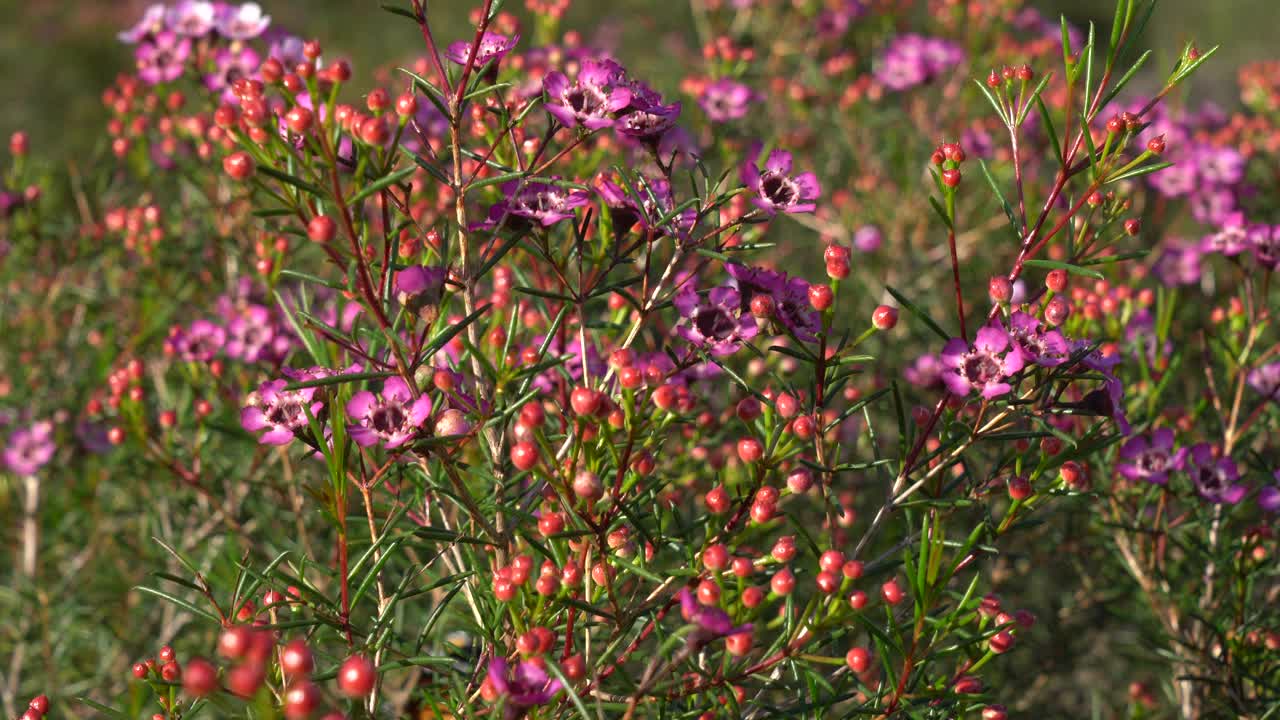 花场里粉色的蜡花视频素材