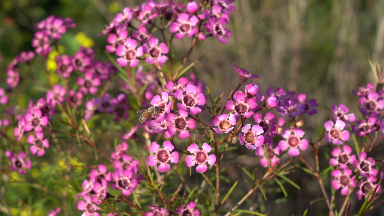 花场里粉色的蜡花视频下载