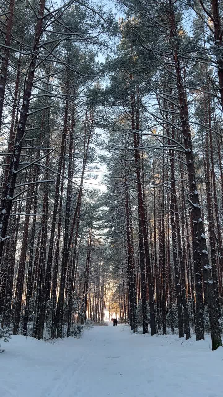 垂直视频的雪松林在霜冻的一天。夕阳穿过树林。从人眼的角度看。通向远方的路视频素材