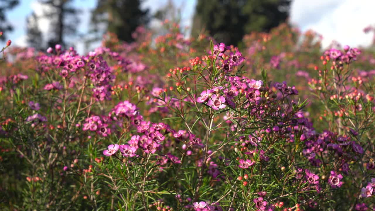 花场里粉色的蜡花视频下载