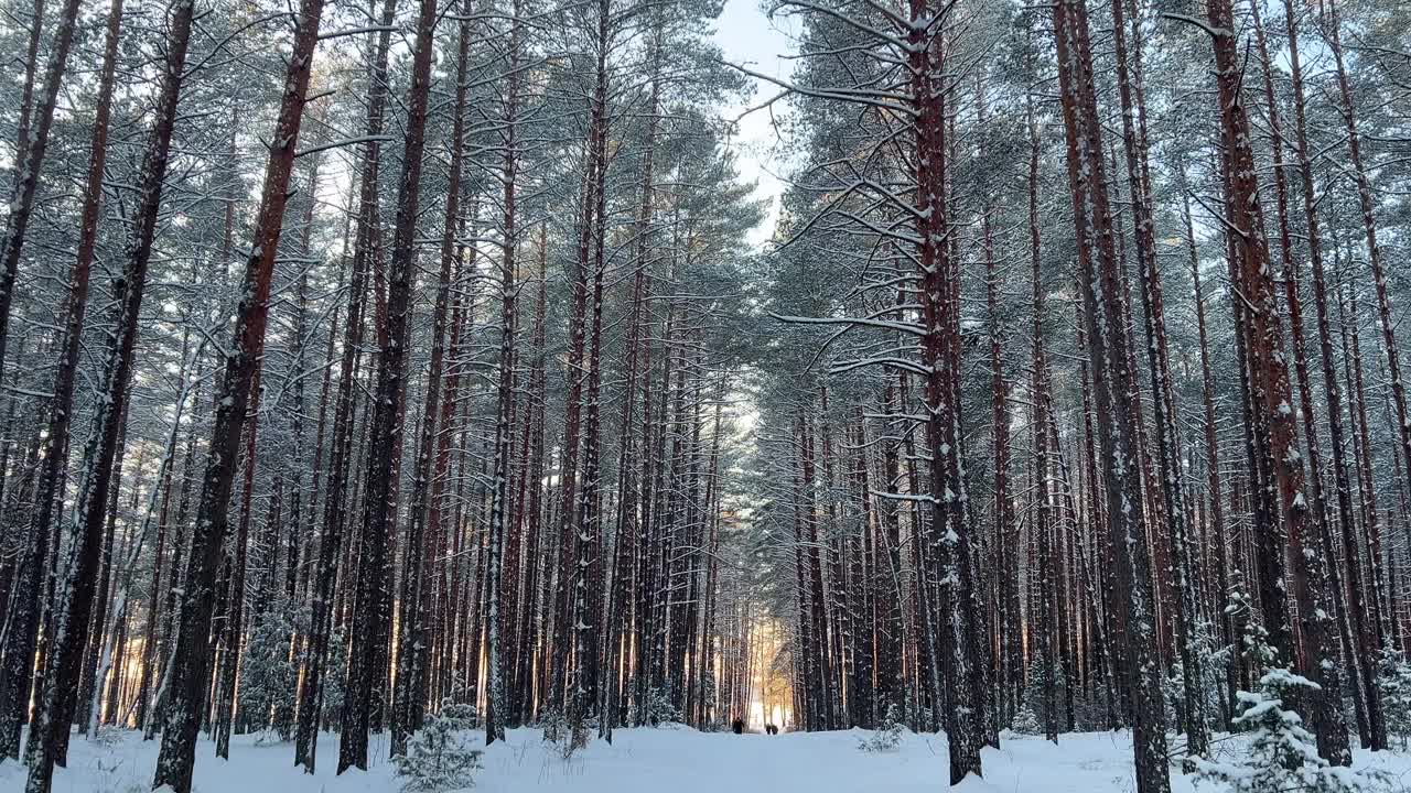 霜冻天的白雪皑皑的松林。夕阳穿过树林。从人眼的角度看视频素材