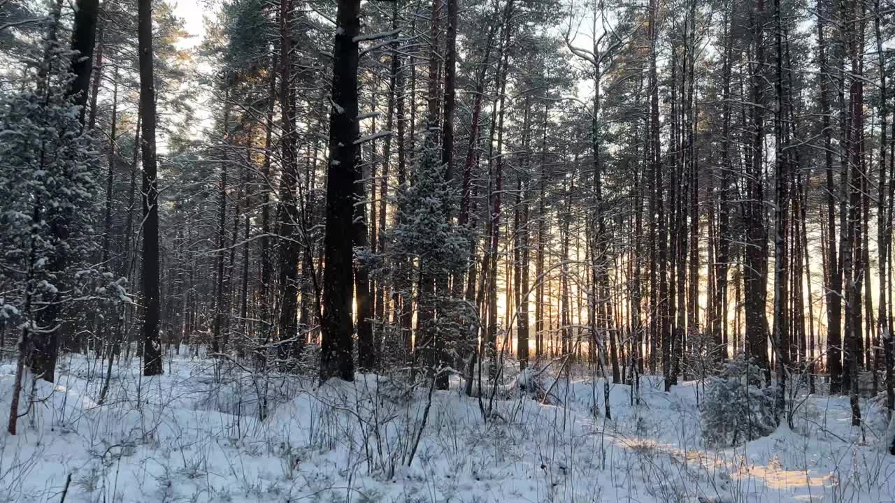 霜冻天的白雪皑皑的松林。夕阳穿过树林。从人眼的角度看视频素材