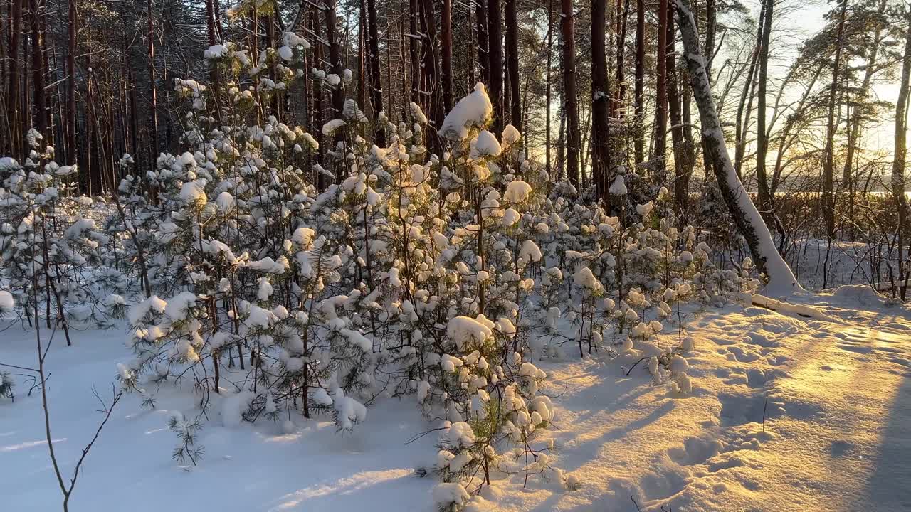 霜冻天的白雪皑皑的松林。夕阳穿过树林。前景中，树梢上有雪的松树。从人眼的角度看视频素材