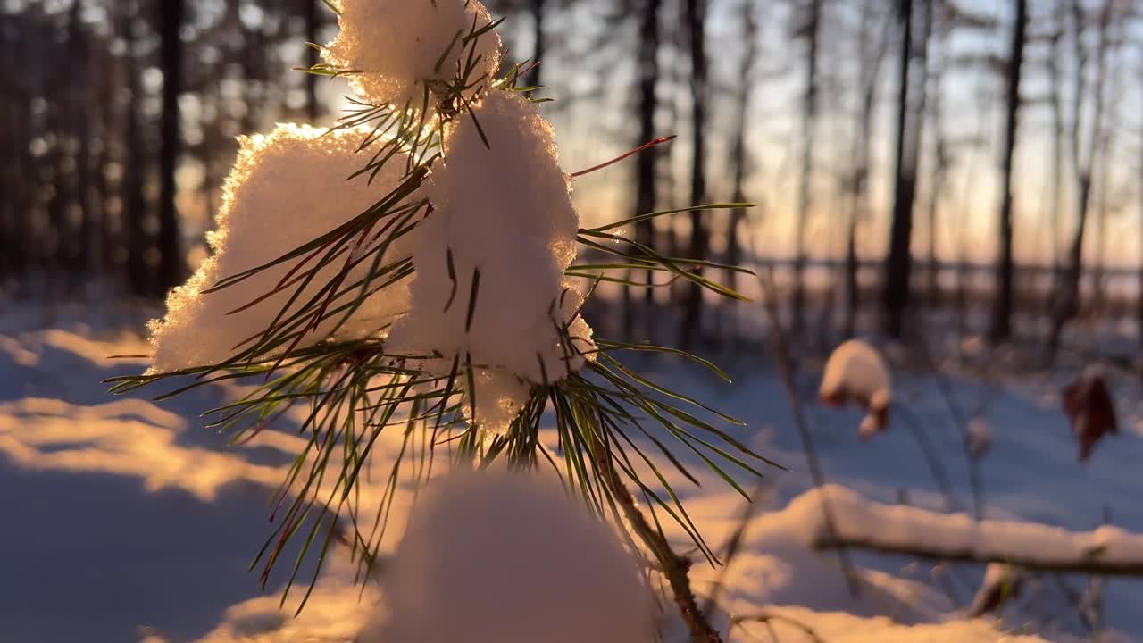 在一个阳光明媚的日子里，雪林里飘着雪。冷淡的日落。松树枝与雪在前景的顶部视频素材