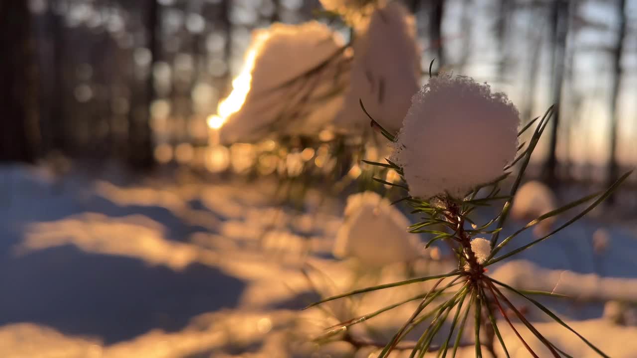 在一个阳光明媚的日子里，雪林中飘落的雪的散焦。冷淡的日落。松树枝与雪在前景的顶部视频素材