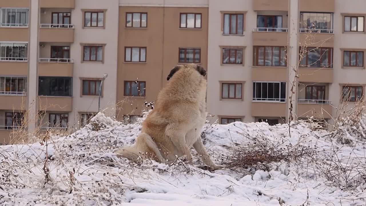 一条腿受伤的流浪狗在小镇边缘的雪地里寻找一个休息的地方。
无家可归的动物，冬天的城市野生动物视频素材