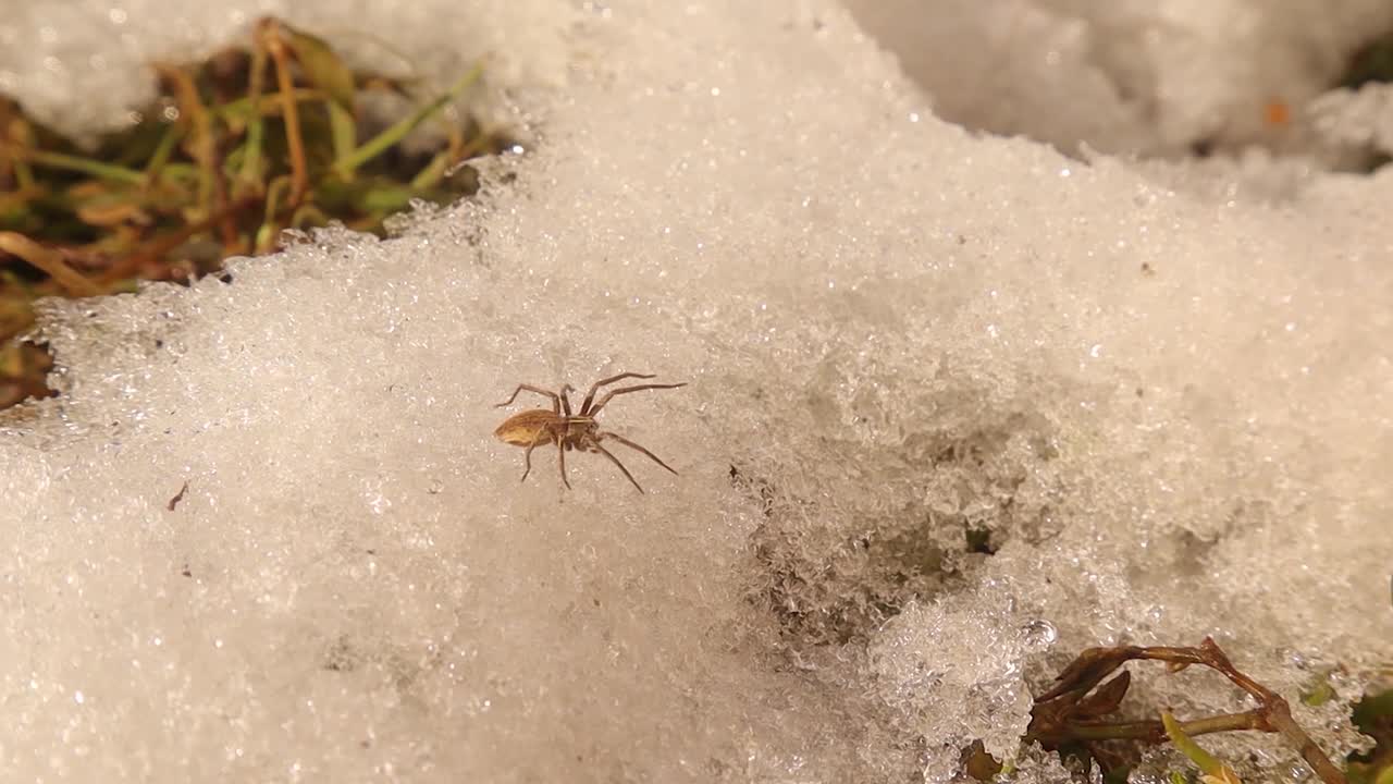 欧洲水蜘蛛从冬眠中苏醒。
筏蛛或狼蛛视频素材