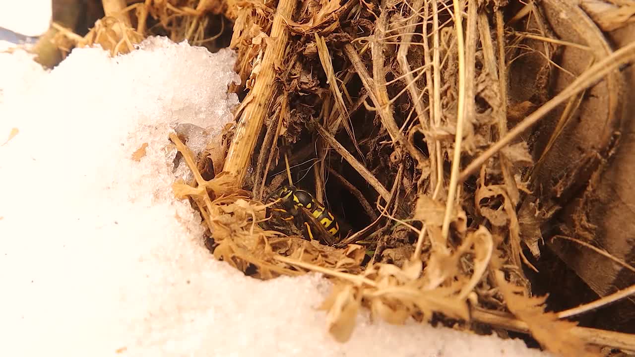 蜂王冬眠黄马蜂，欧洲黄蜂，德国黄蜂，黄马蜂视频下载