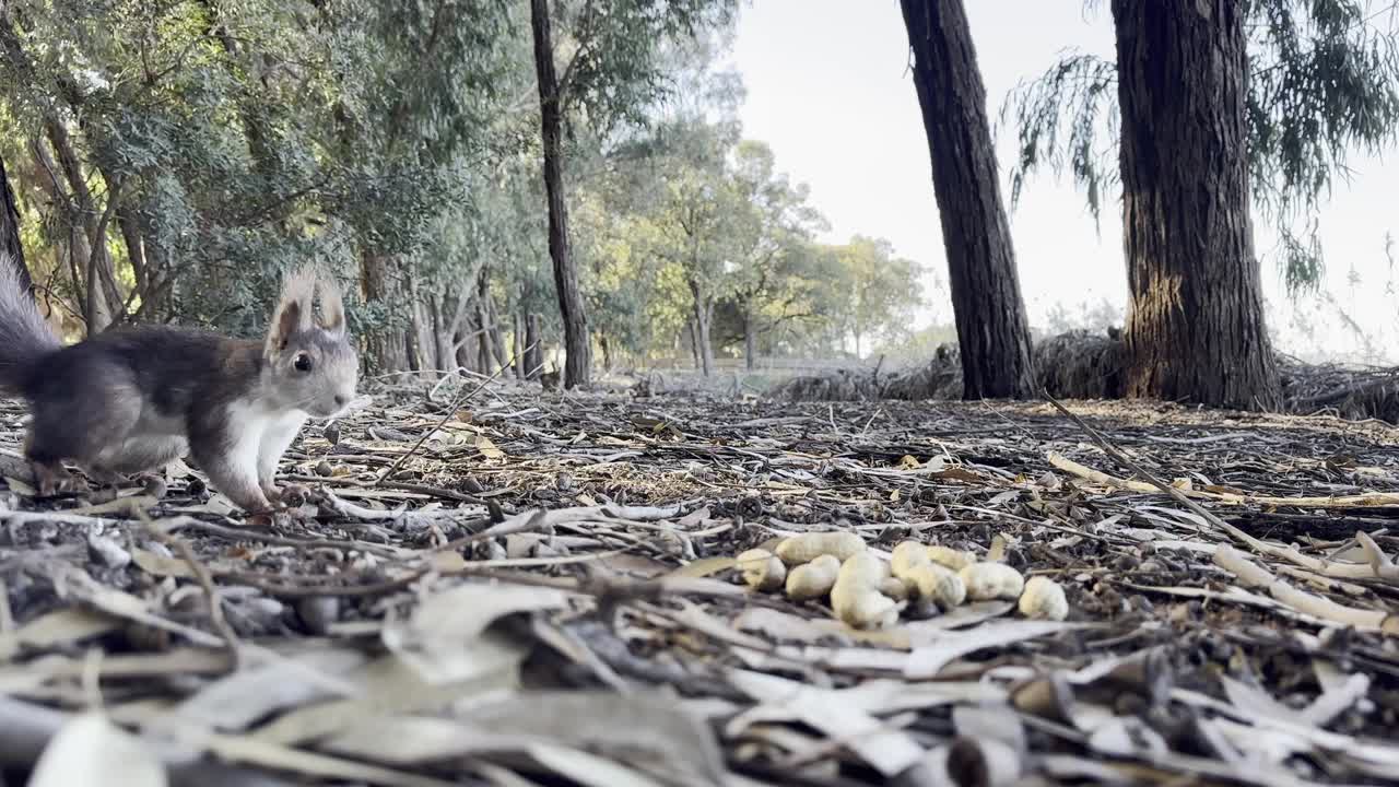 可爱的松鼠在嚼坚果。一只松鼠在秋天的森林里吃坚果。动物，野生的，可爱的，啮齿动物，自然，森林，坚果，视频素材