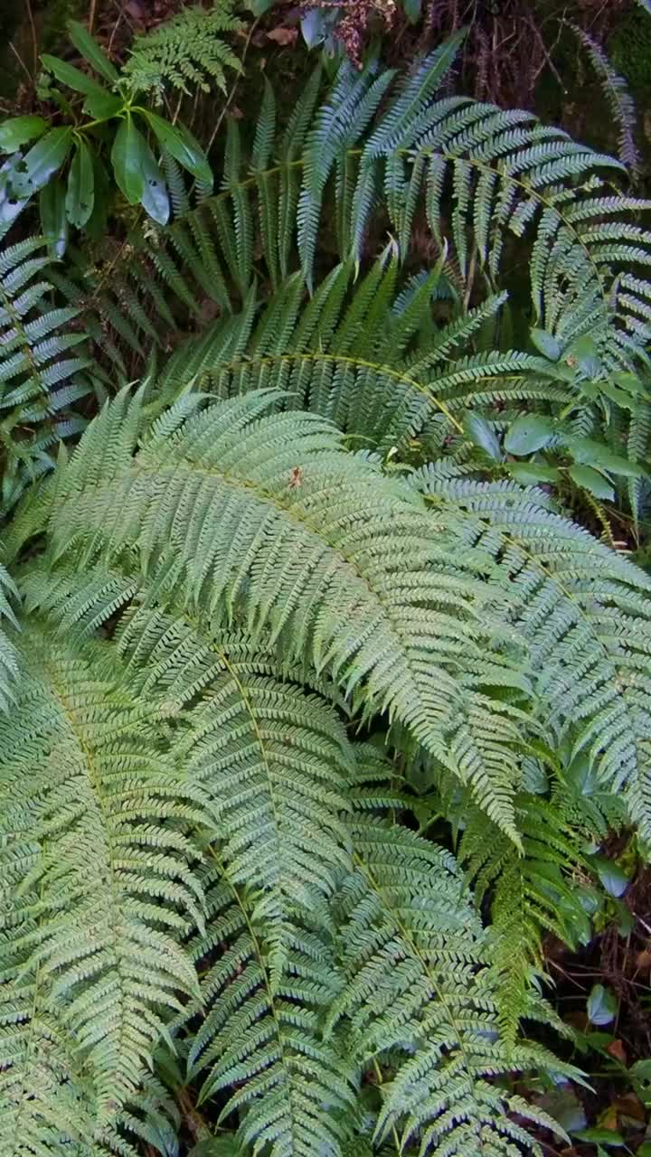 绿色蕨类植物在潮湿的环境中生长茂盛。垂直视频。帕诺人视频素材