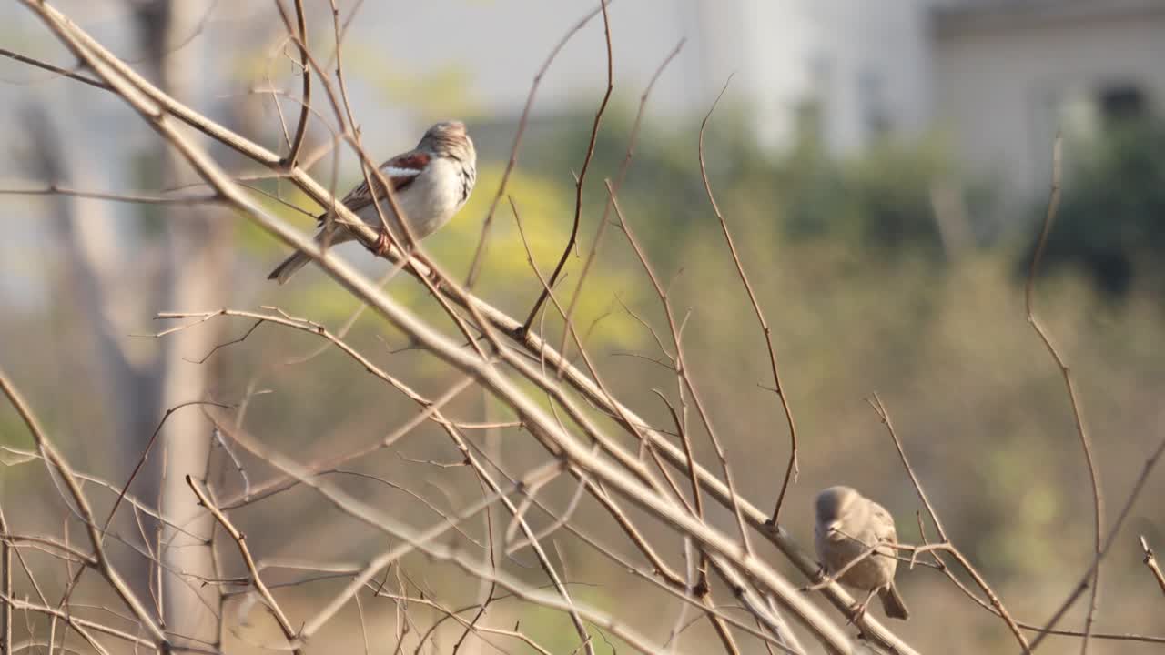 麻雀视频素材