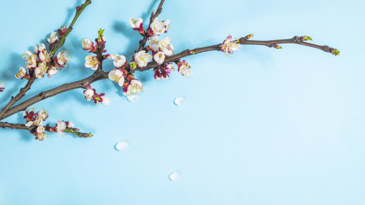 春天的樱花枝头开着白花。落花的循环运动。视频下载