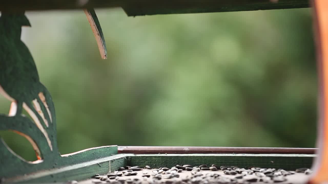 喂鸟，山雀飞，吃种子视频素材