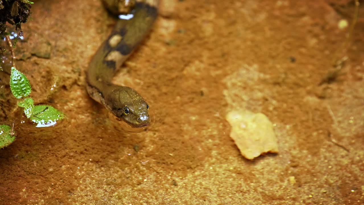 布兰格氏赤颈蛇(赤颈蛇或赤颈蛇)或斯里兰卡赤颈蛇，属水蛇科。斯里兰卡特有，在Sinharaja的小池塘里打猎捕鱼，最后捕到鱼视频下载