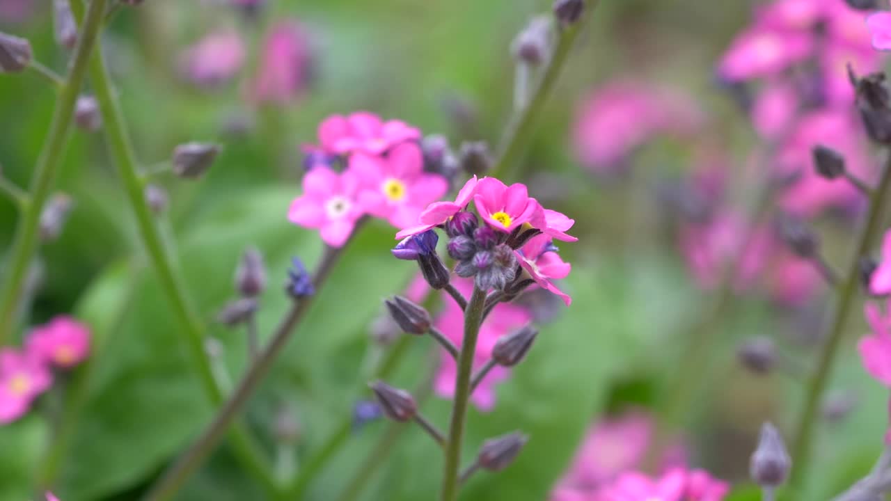 花园中粉红色的肌索花的微距镜头(勿忘我，蝎子草)视频素材