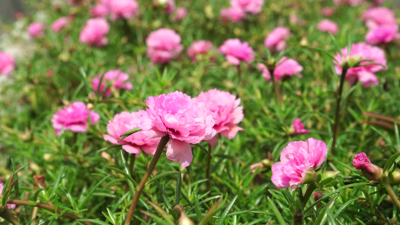 马齿苋花在春天视频素材