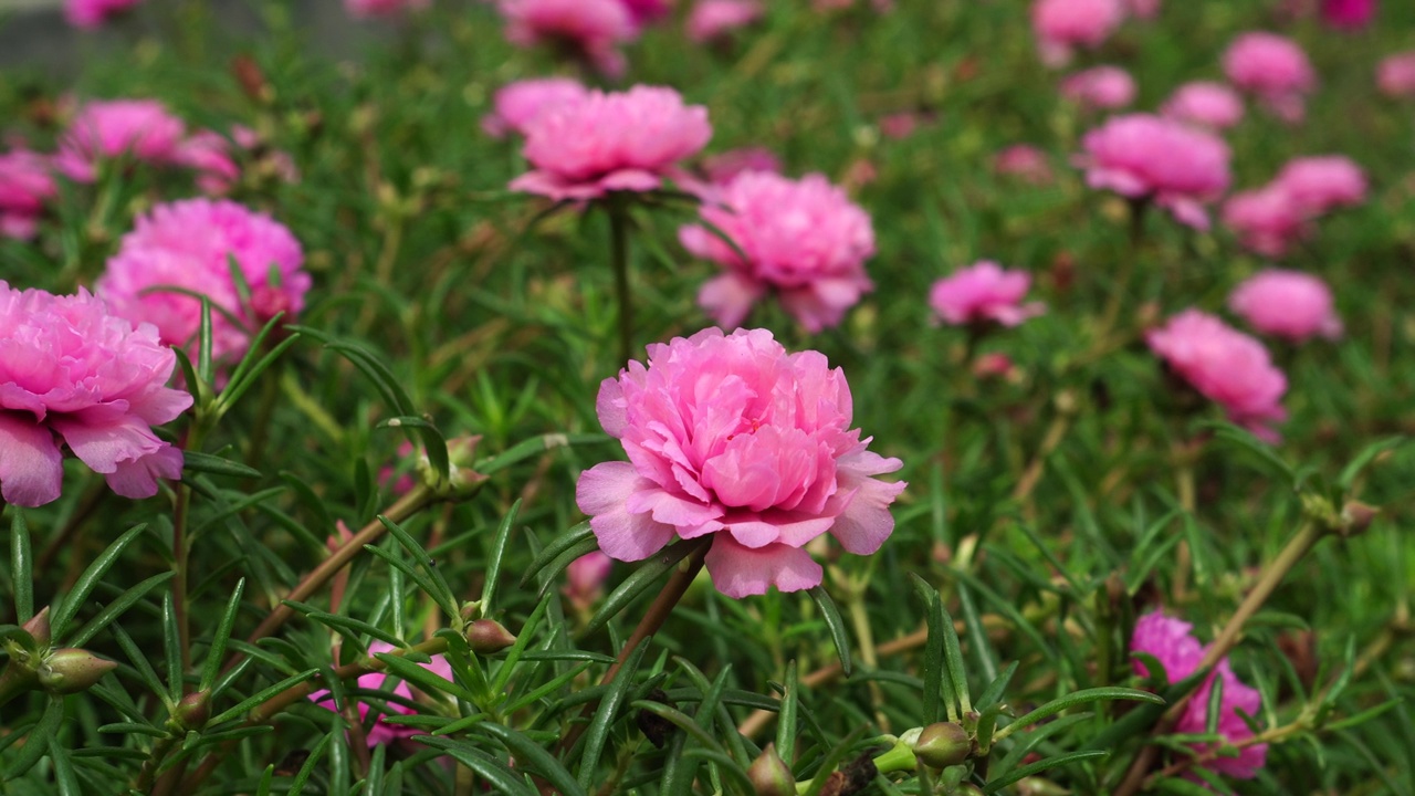 大花马齿苋开花视频素材