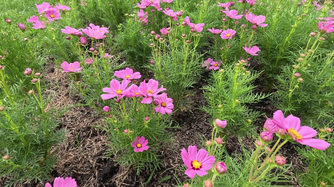 春天花园里盛开的花朵视频素材