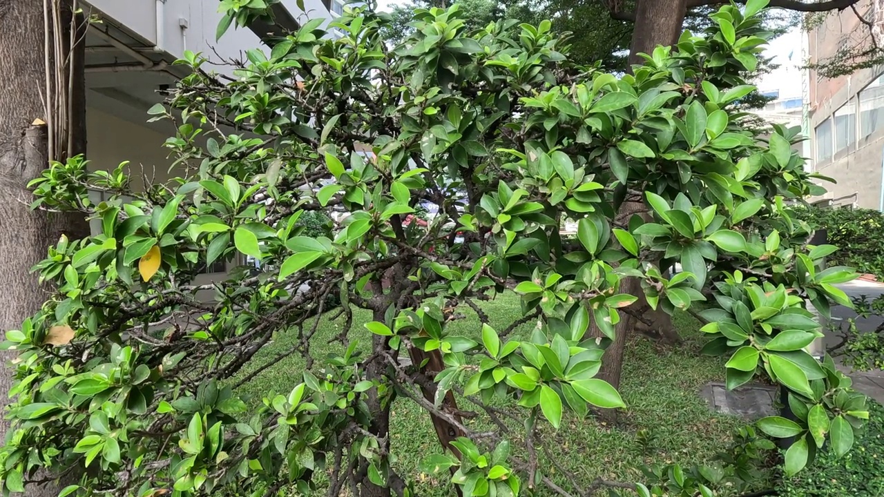 树木随时间的季节性生长视频素材