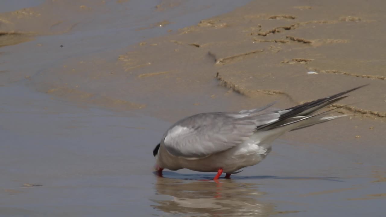 常用名词(Sterna hirundo)视频素材