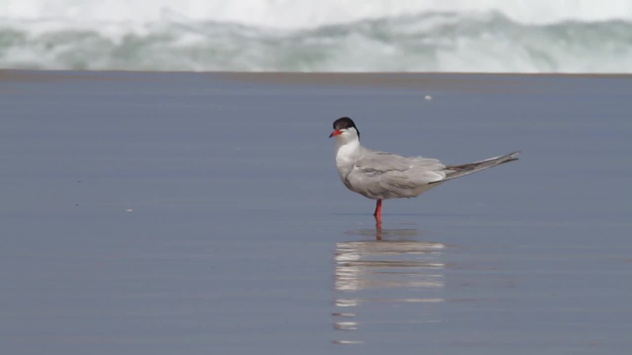 普通燕鸥（Sterna hirundo）视频素材