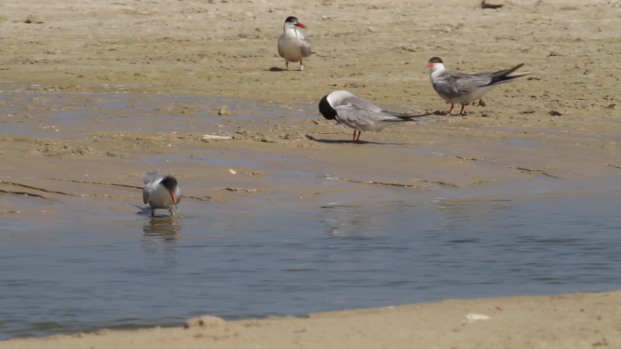 常用名词(Sterna hirundo)视频素材