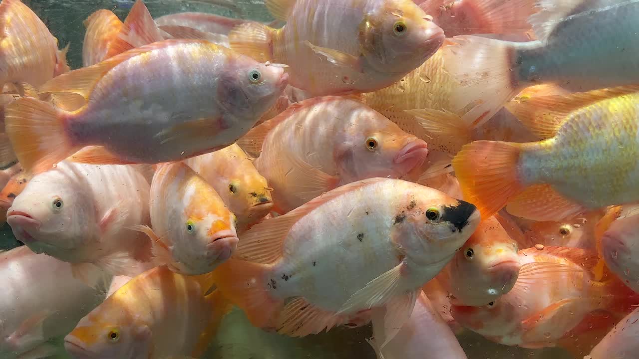 活的红尼罗罗非鱼浮在水族水中游泳出售视频下载