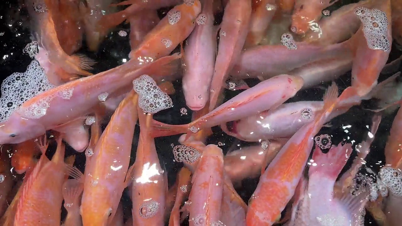 活的红尼罗罗非鱼浮在水族水中游泳出售视频下载