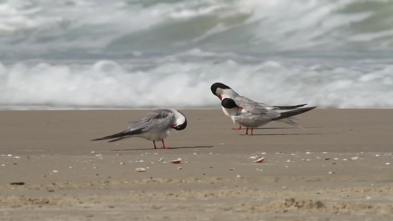 常用名词(Sterna hirundo)视频素材