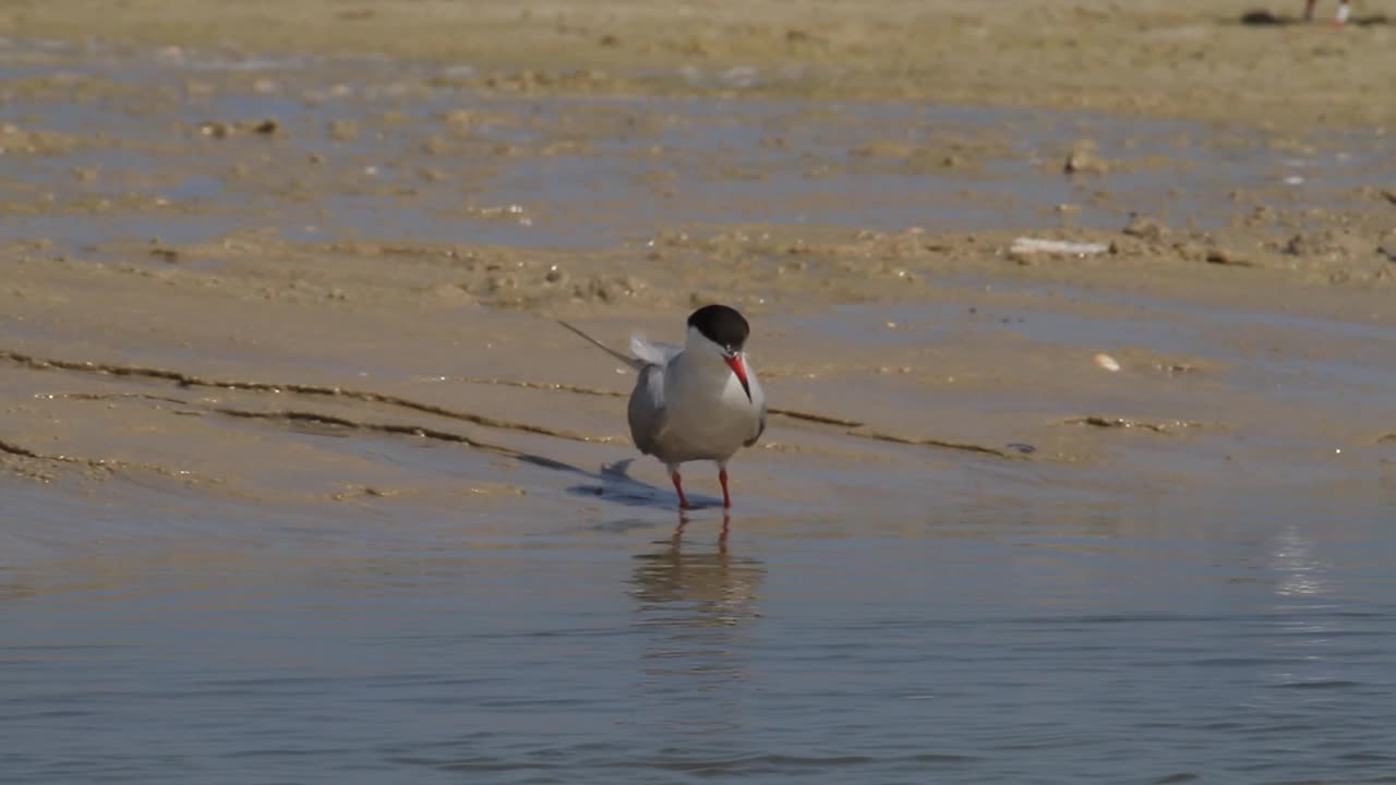 常用名词(Sterna hirundo)视频素材